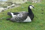 PICTURES/Road Trip - Leeds Castle/t_Bernacle Goose2.JPG